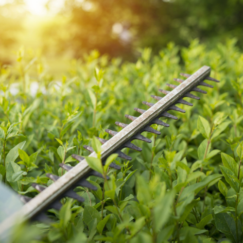 picture of hedge trimmers